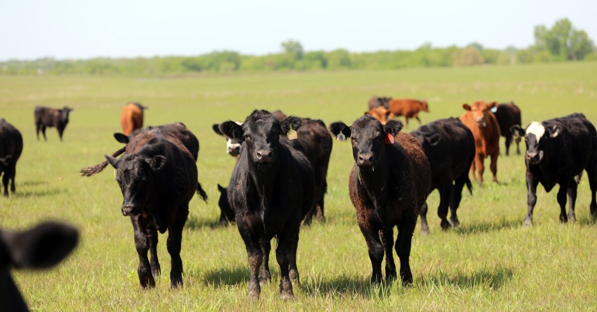 Stocker-Calves_CA1_5427_1200x628